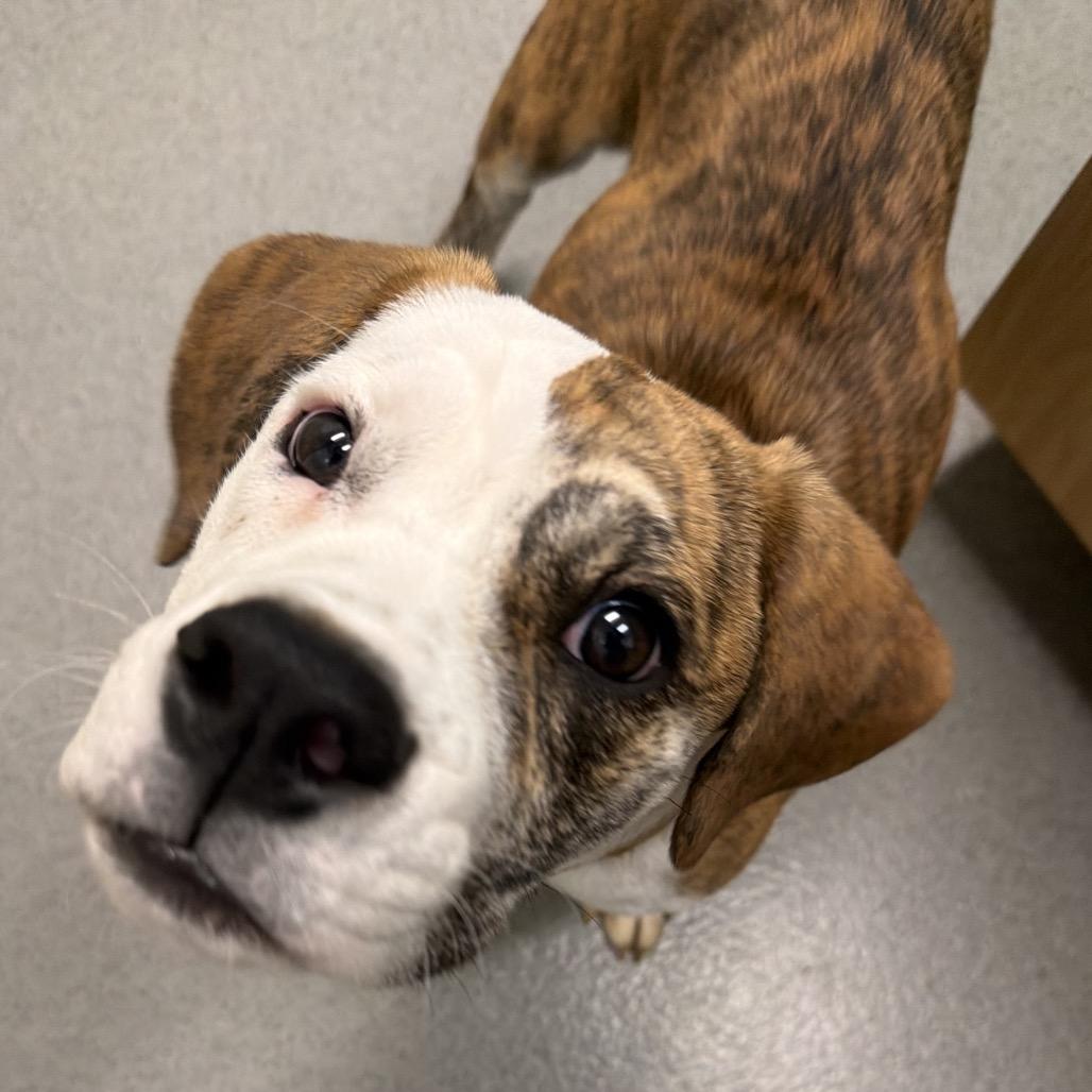 Enlarge Buzz Lightyear, a Adoptable mixed breed in Columbus, OH image 3/5
