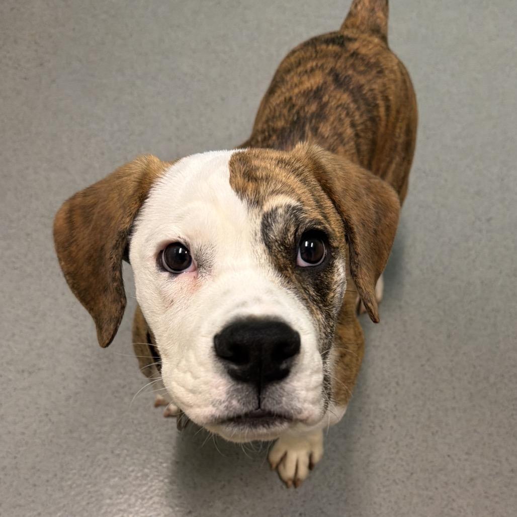 Enlarge Buzz Lightyear, a Adoptable mixed breed in Columbus, OH image 2/5