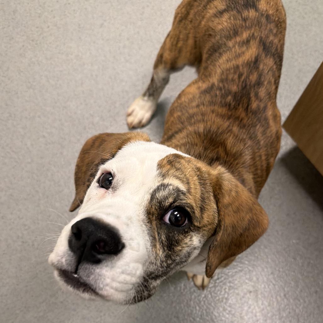 Enlarge Buzz Lightyear, a Adoptable mixed breed in Columbus, OH image 4/5
