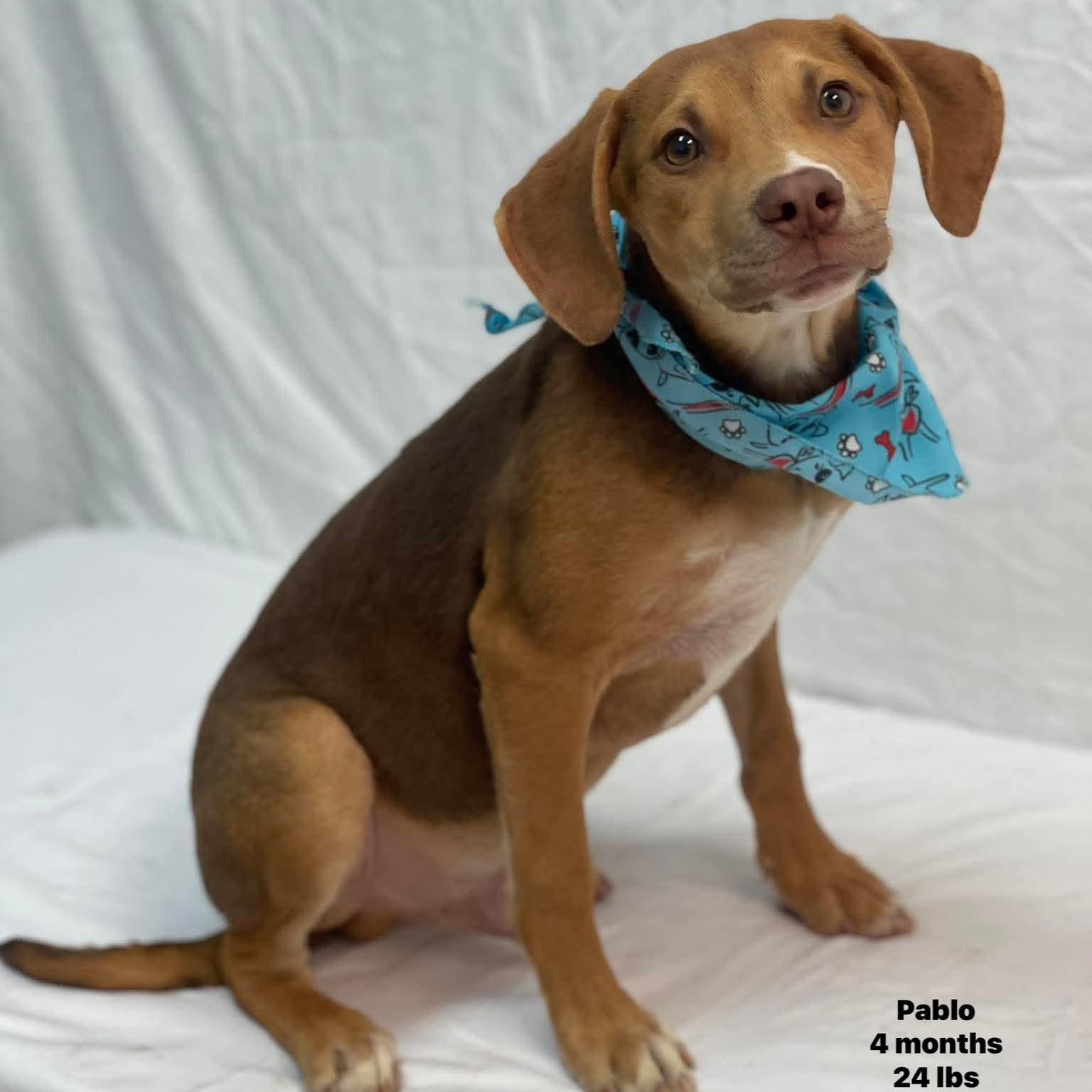 Pablo - Local August 28-30, adoptable, Puppy Male Labrador Retriever.
