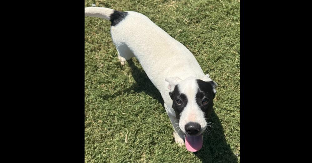 Bentley, Adoptable, Young Male Hound & Mixed Breed.
