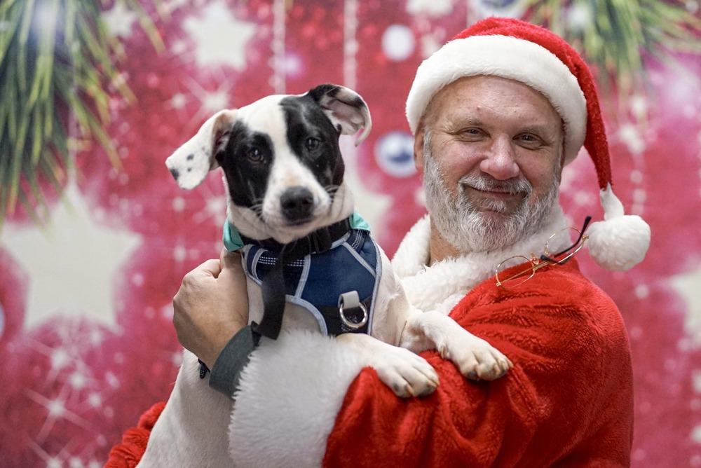 Enlarge Bentley, a Adoptable mixed breed in Milton, GA image 2/6