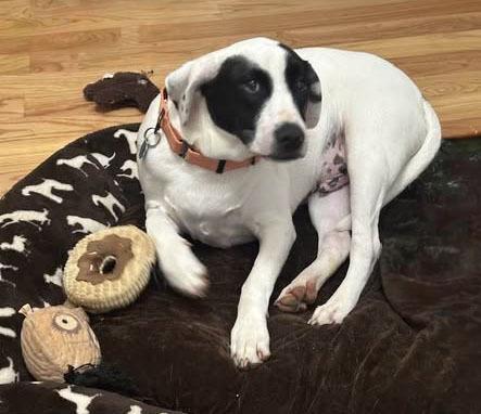 Enlarge Bentley, a Adoptable mixed breed in Milton, GA image 2/6