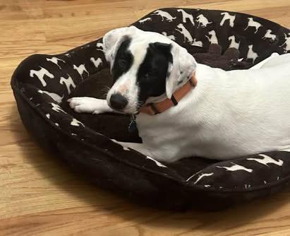 Enlarge Bentley, a Adoptable mixed breed in Milton, GA image 3/6