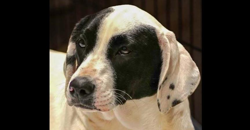 Enlarge Bentley, a Adoptable mixed breed in Milton, GA image 4/6