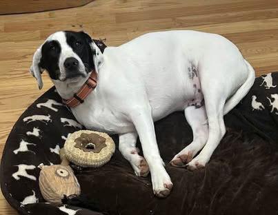 Enlarge Bentley, a Adoptable mixed breed in Milton, GA image 1/6