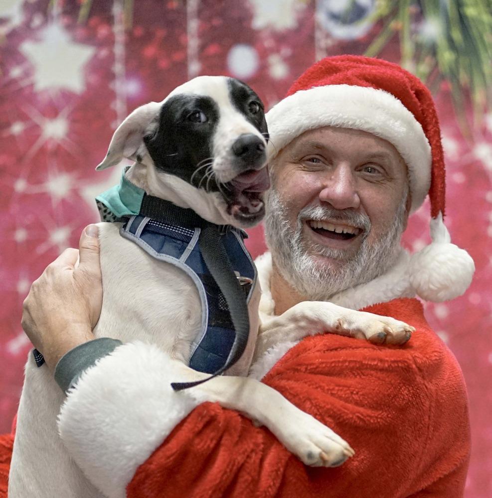 Enlarge Bentley, a Adoptable mixed breed in Milton, GA image 5/6