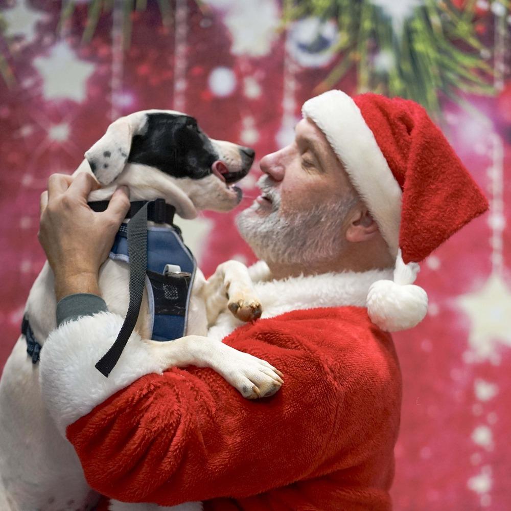 Enlarge Bentley, a Adoptable mixed breed in Milton, GA image 6/6