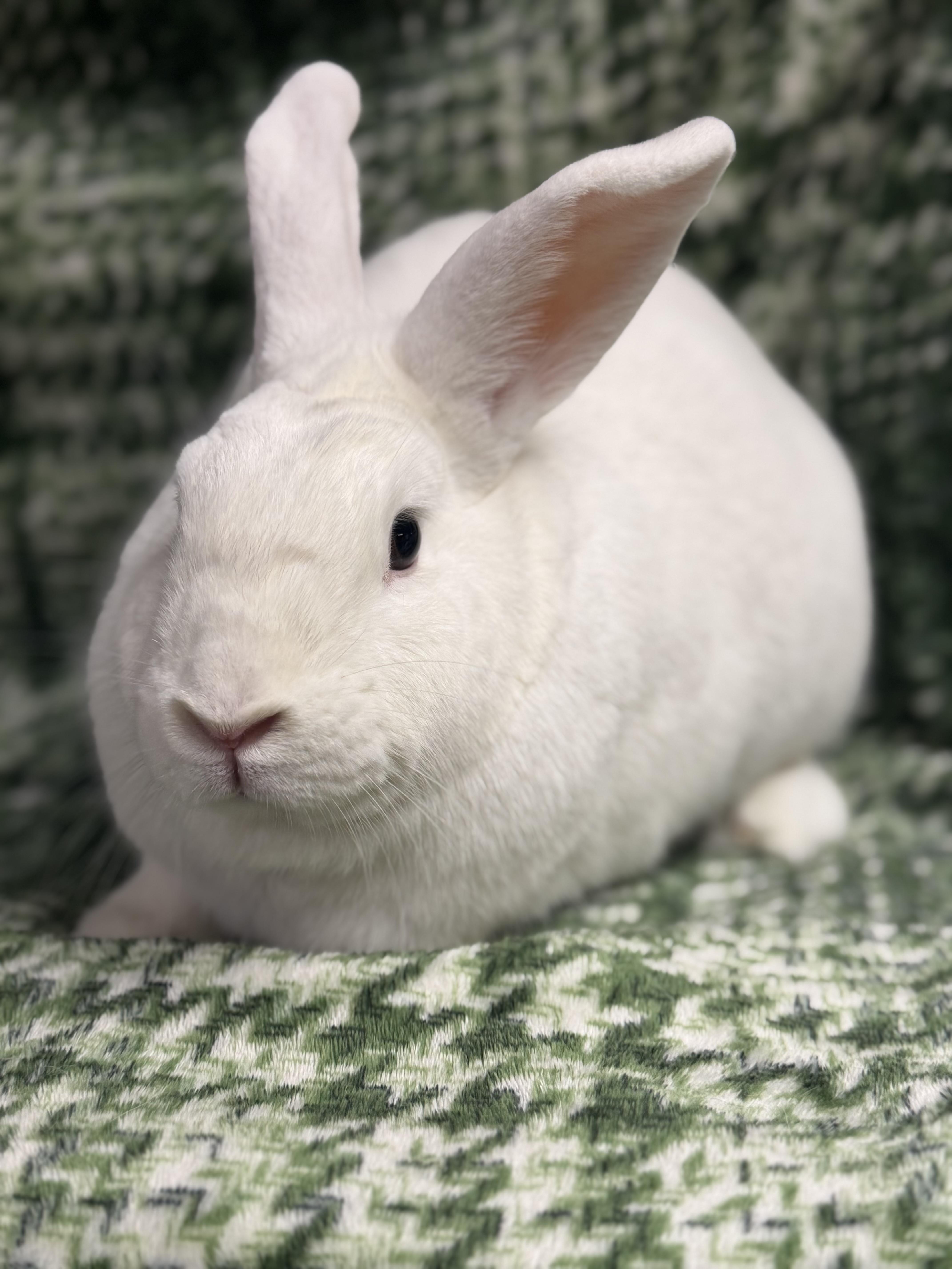 Enlarge Winter: video!!, a ADOPTABLE New Zealand in Edinburg, PA image 5/6