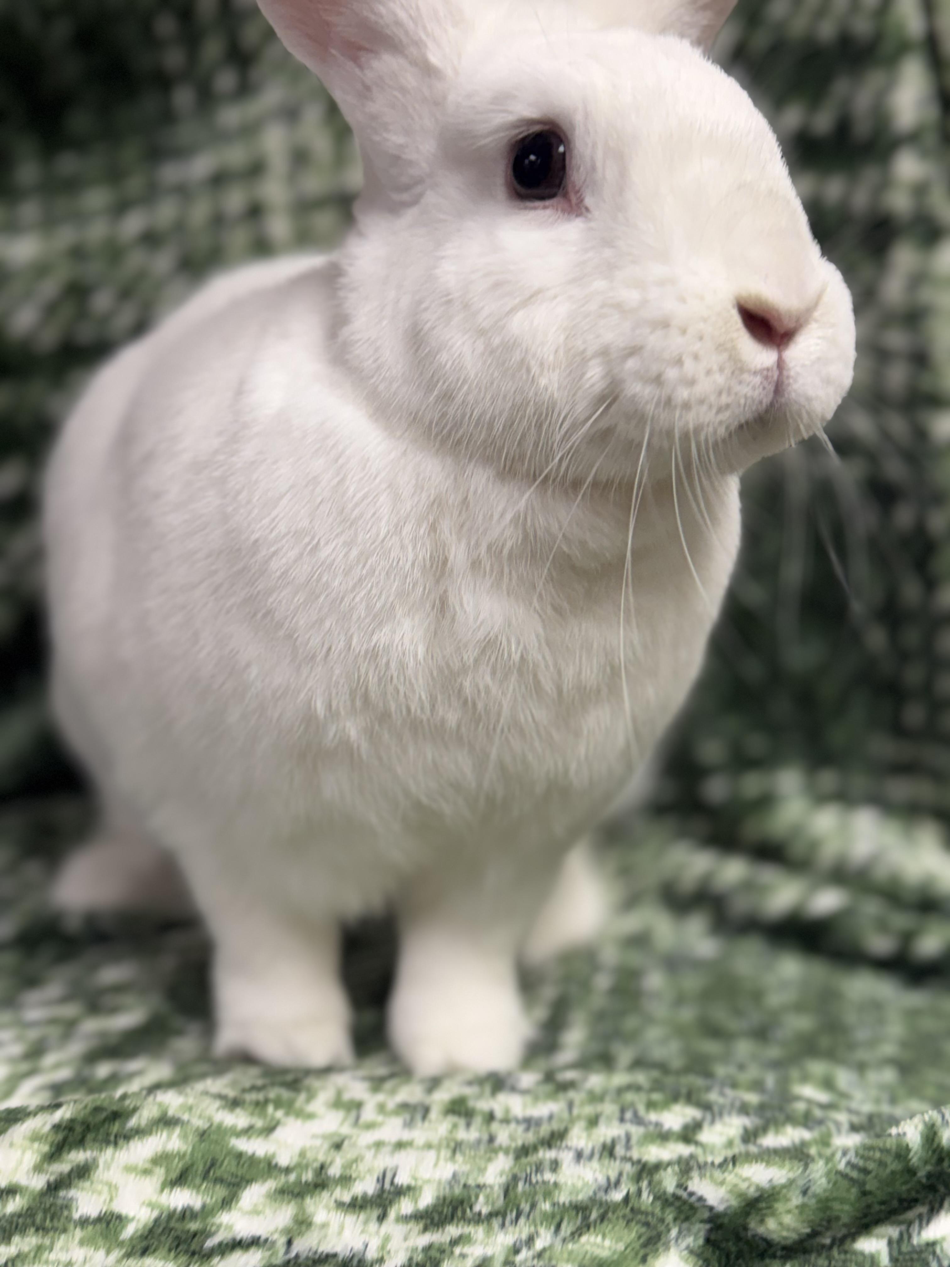 Enlarge Winter: video!!, a ADOPTABLE New Zealand in Edinburg, PA image 4/6