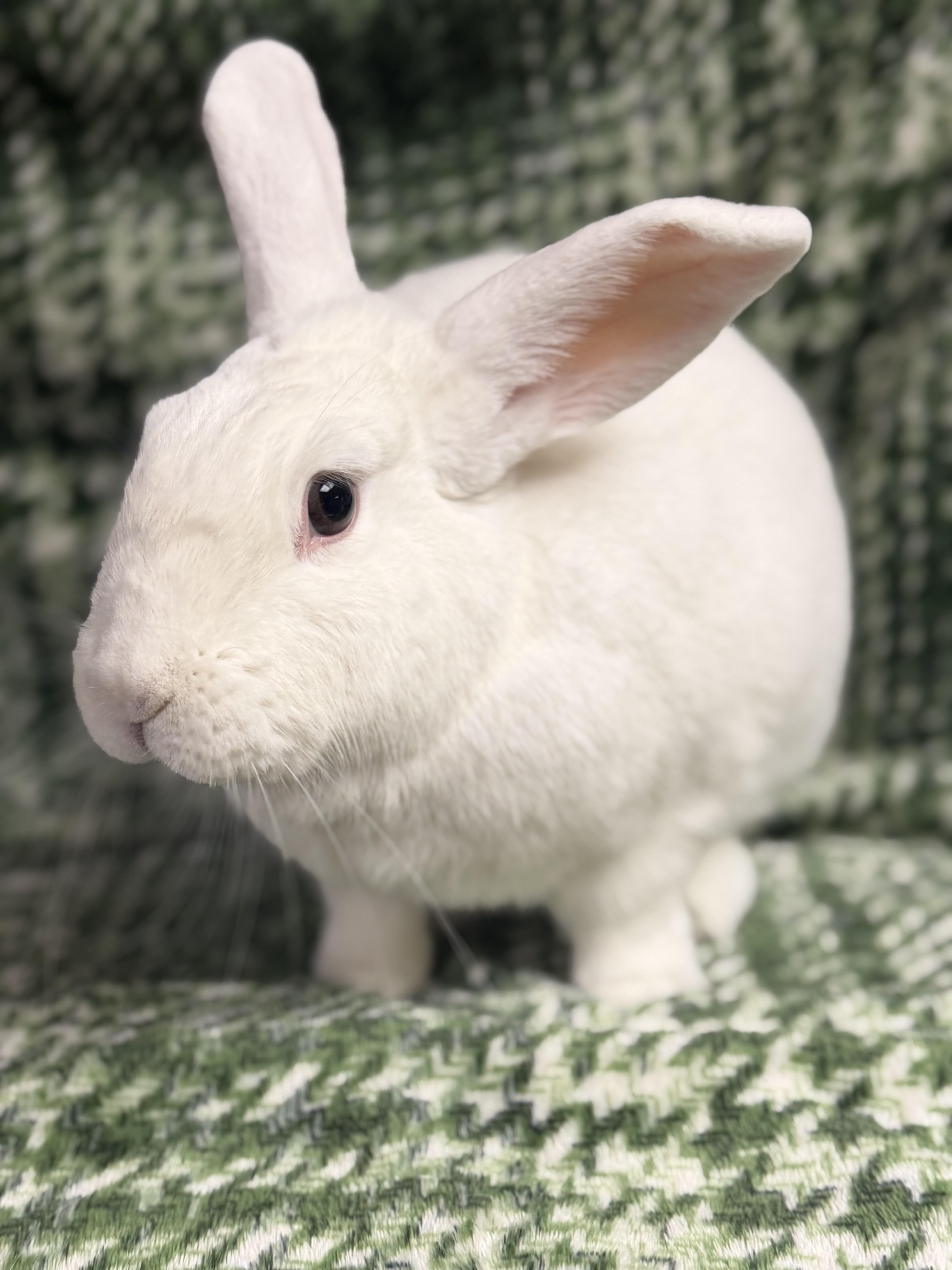 Enlarge Winter: video!!, a ADOPTABLE New Zealand in Edinburg, PA image 2/6