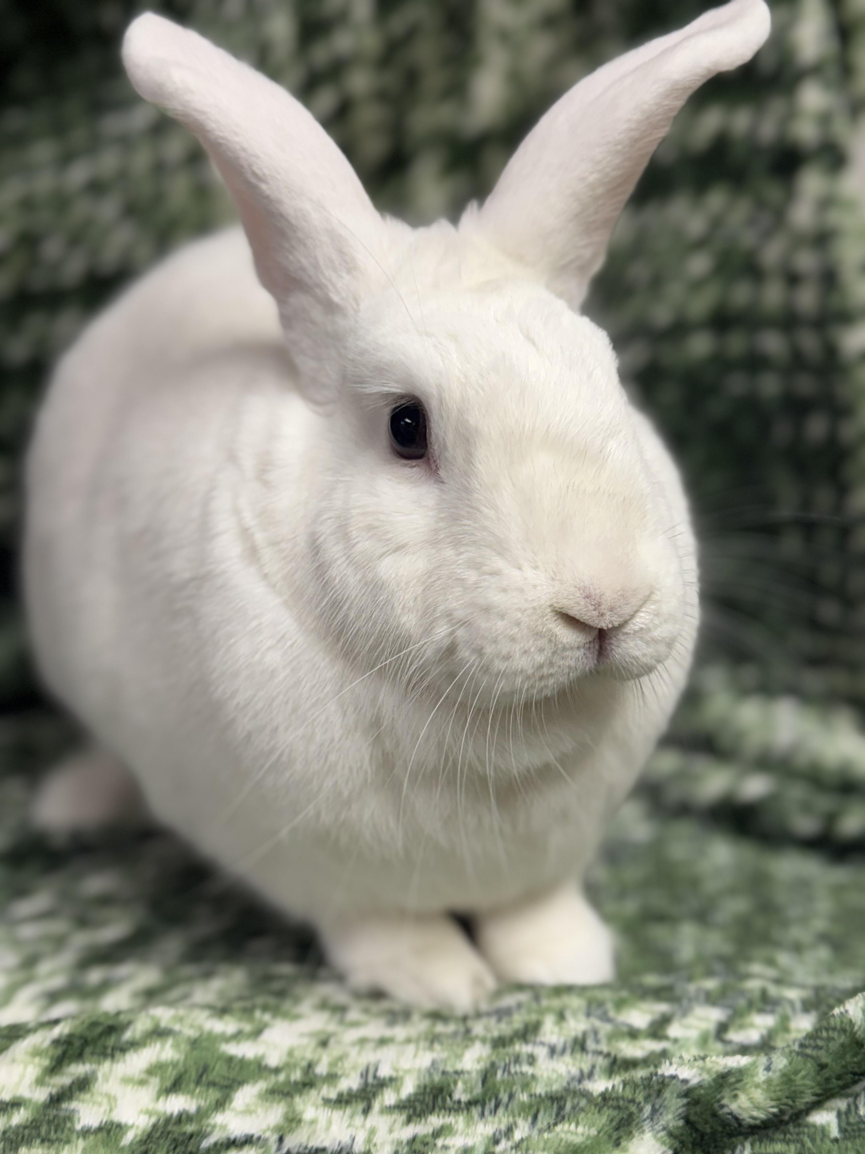 Enlarge Winter: video!!, a ADOPTABLE New Zealand in Edinburg, PA image 3/6