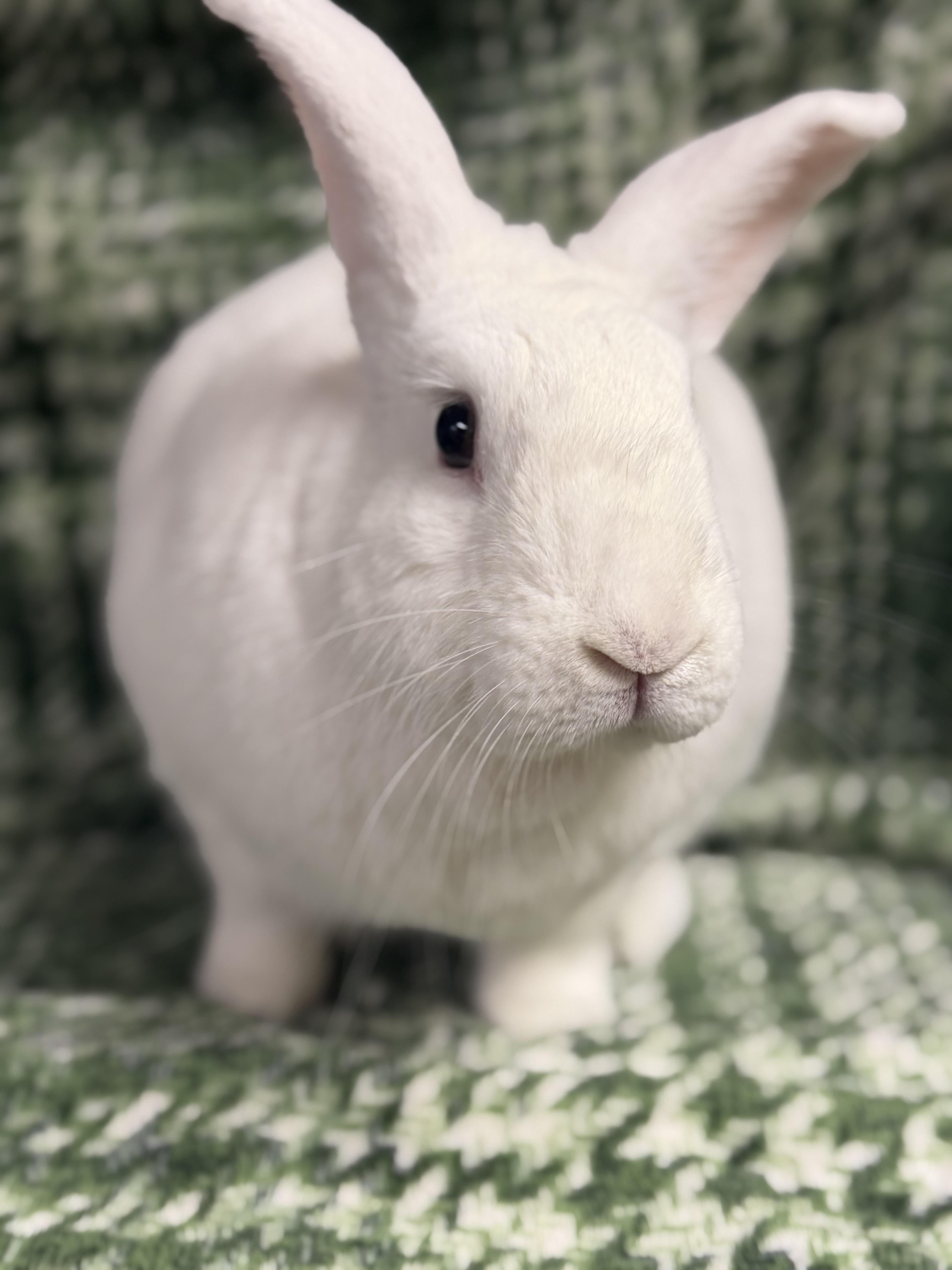 Enlarge Winter: video!!, a ADOPTABLE New Zealand in Edinburg, PA image 1/6