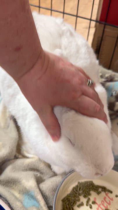 Enlarge Winter: video!!, a ADOPTABLE New Zealand in Edinburg, PA video 6/6