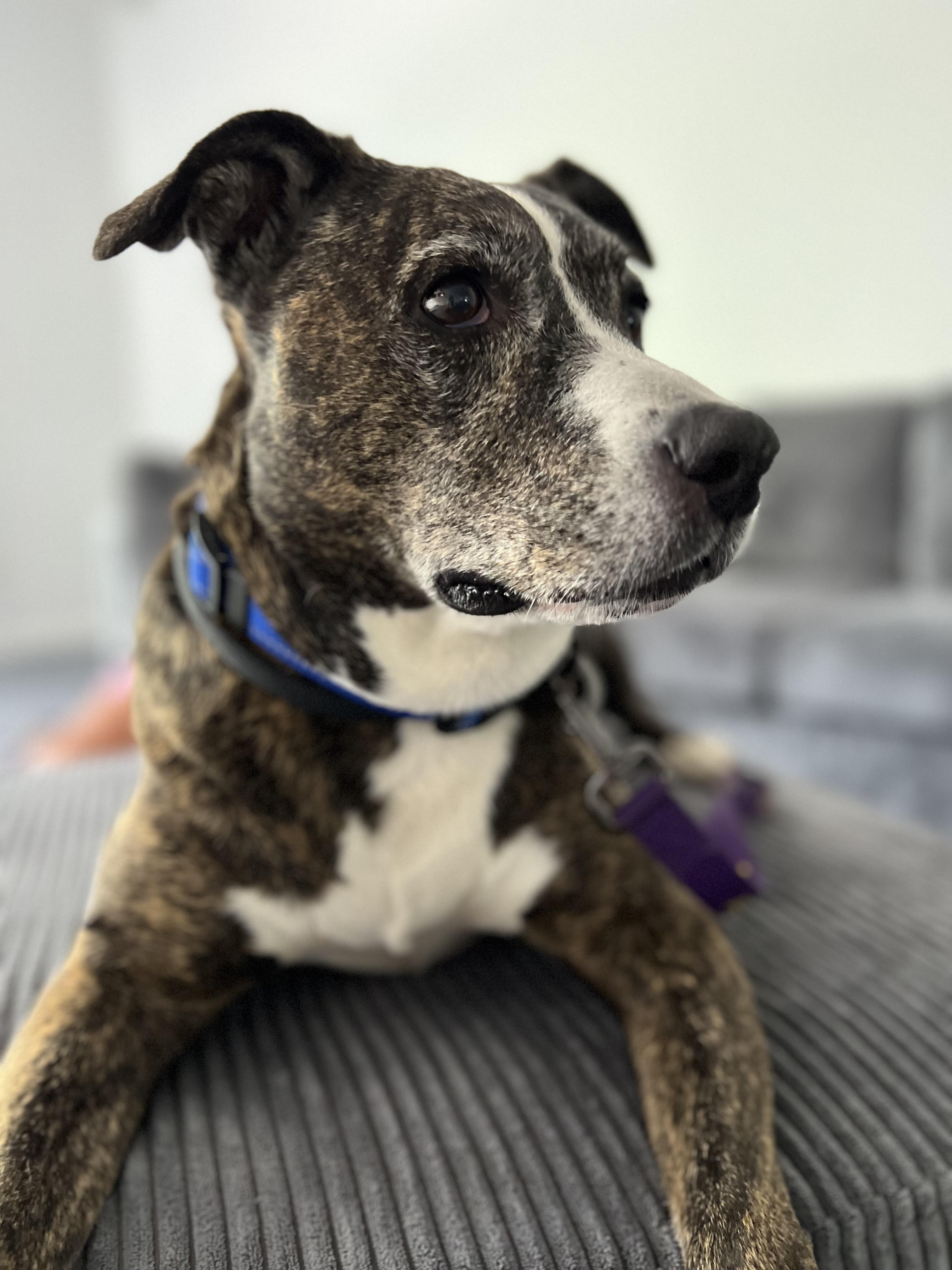 Enlarge Perla, a Adoptable Pit Bull Terrier in Parkton, MD image 1/6