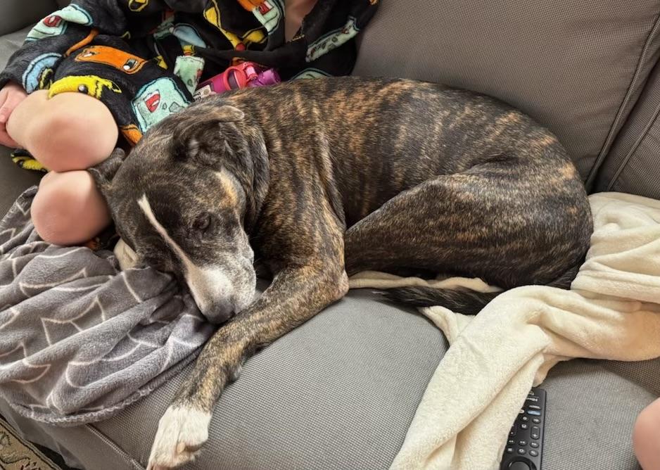 Enlarge Perla, a Adoptable Pit Bull Terrier in Parkton, MD image 6/6