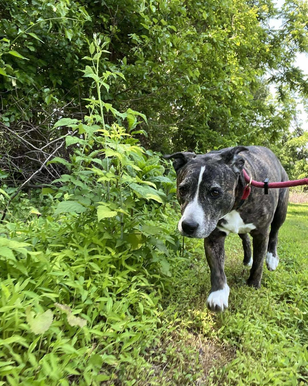 Enlarge Perla, a Adoptable Pit Bull Terrier in Parkton, MD image 3/6