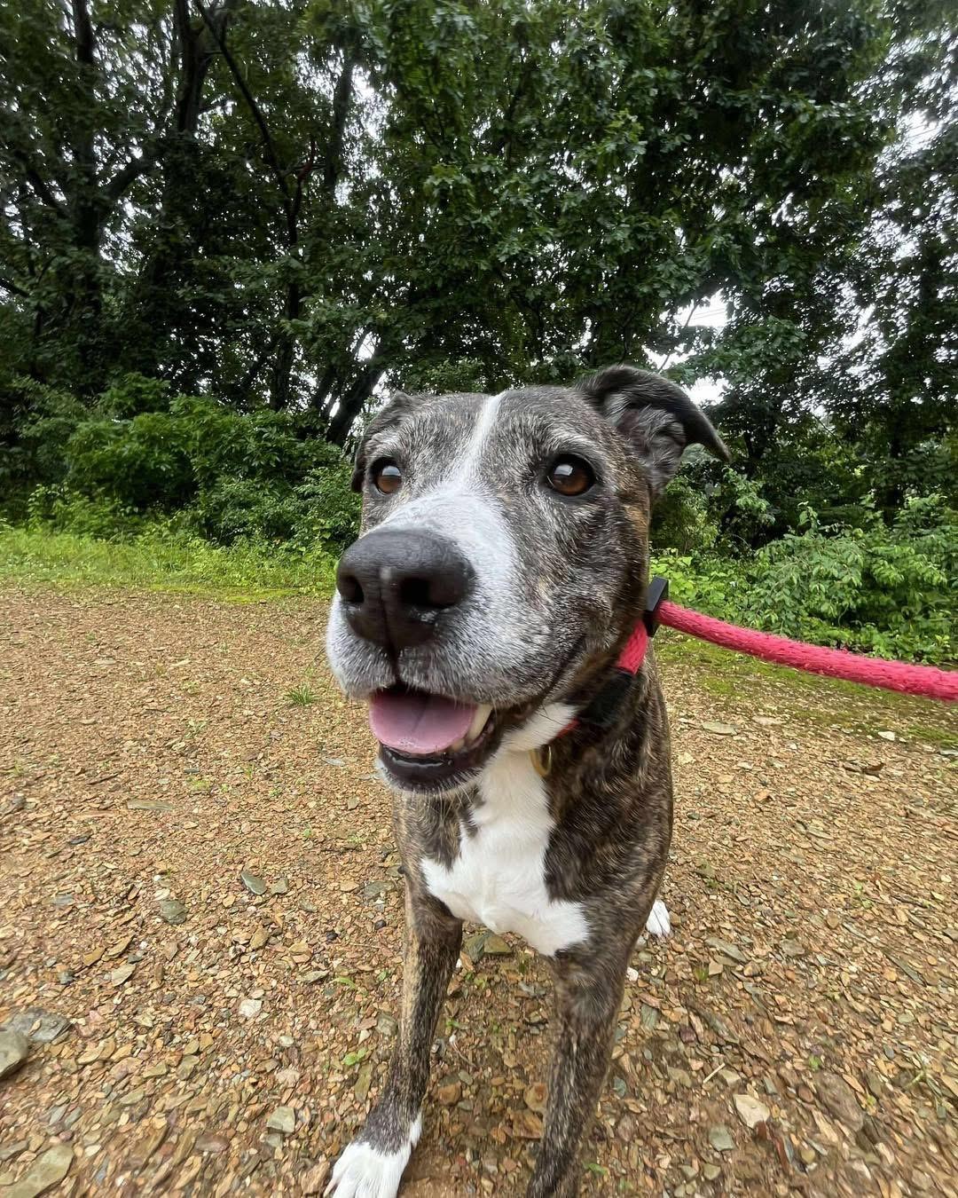 Enlarge Perla, a Adoptable Pit Bull Terrier in Parkton, MD image 4/6
