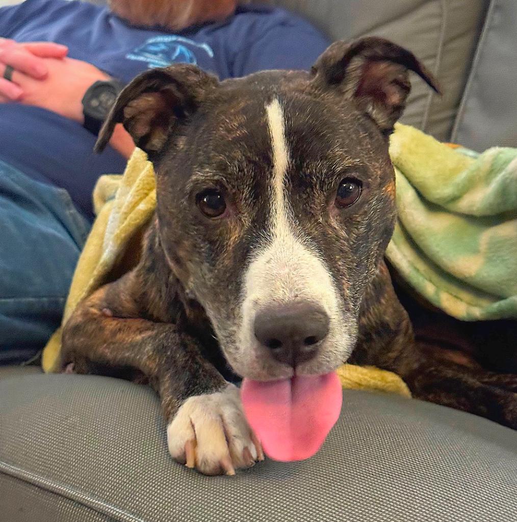 Enlarge Perla, a Adoptable Pit Bull Terrier in Parkton, MD image 5/6