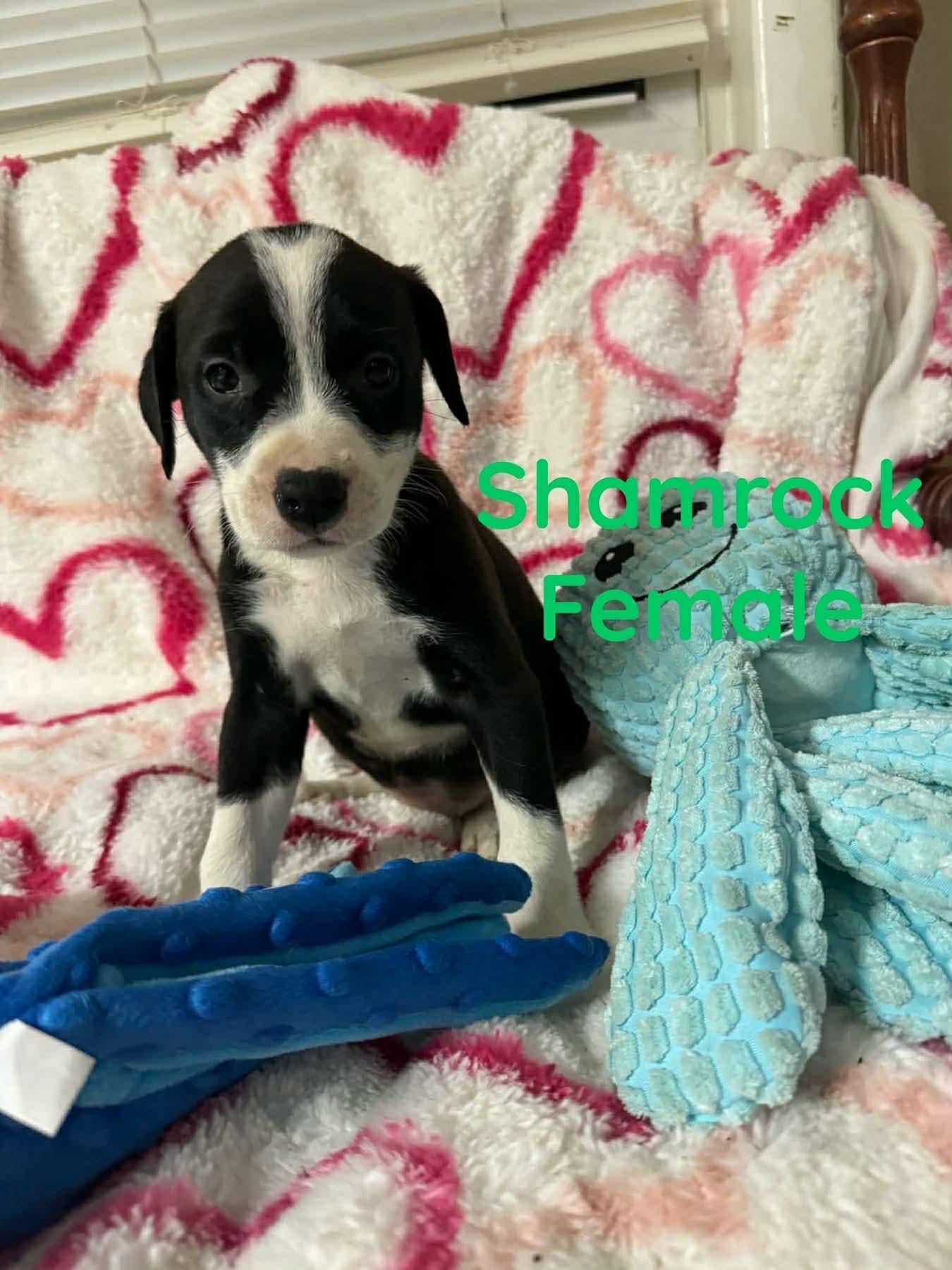 SHAMROCK, Adoptable, Young Female Labrador Retriever.