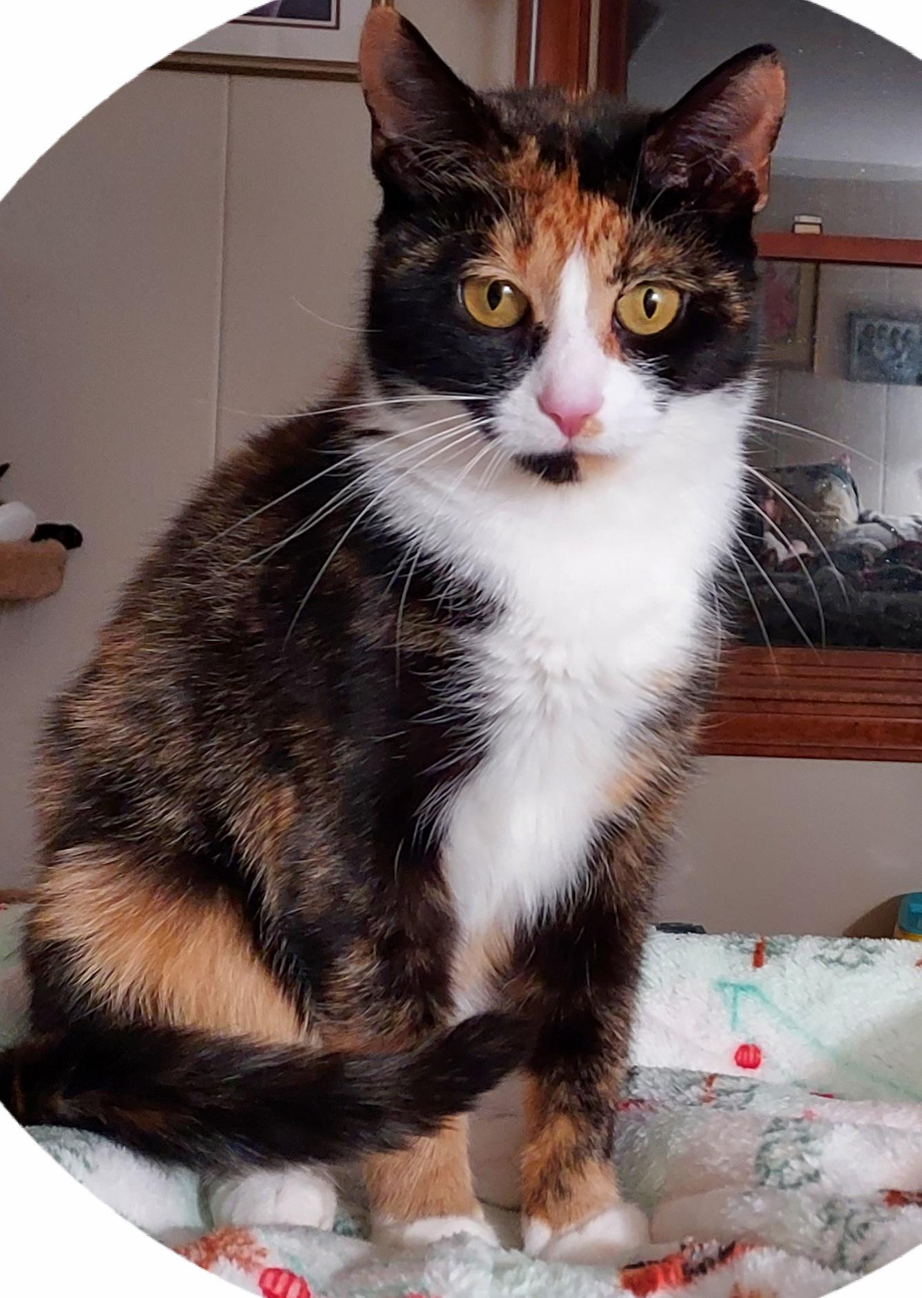 Jennifer   2 yrs, Adoptable, Adult Female Domestic Short Hair.