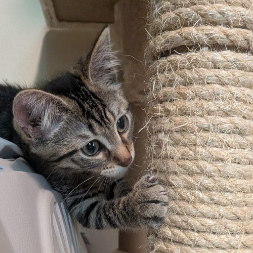 Pigeon, Adoptable, Kitten Female Domestic Short Hair.