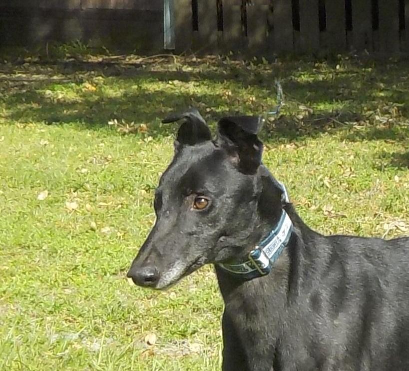 TEDDY  (PRISON TRAINED), an adoptable Greyhound in Tampa, FL, 33607 | Photo Image 1