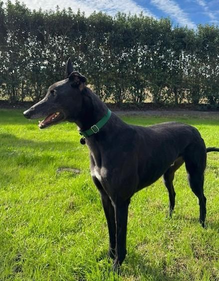 TEDDY  (PRISON TRAINED), an adoptable Greyhound in Tampa, FL, 33607 | Photo Image 3