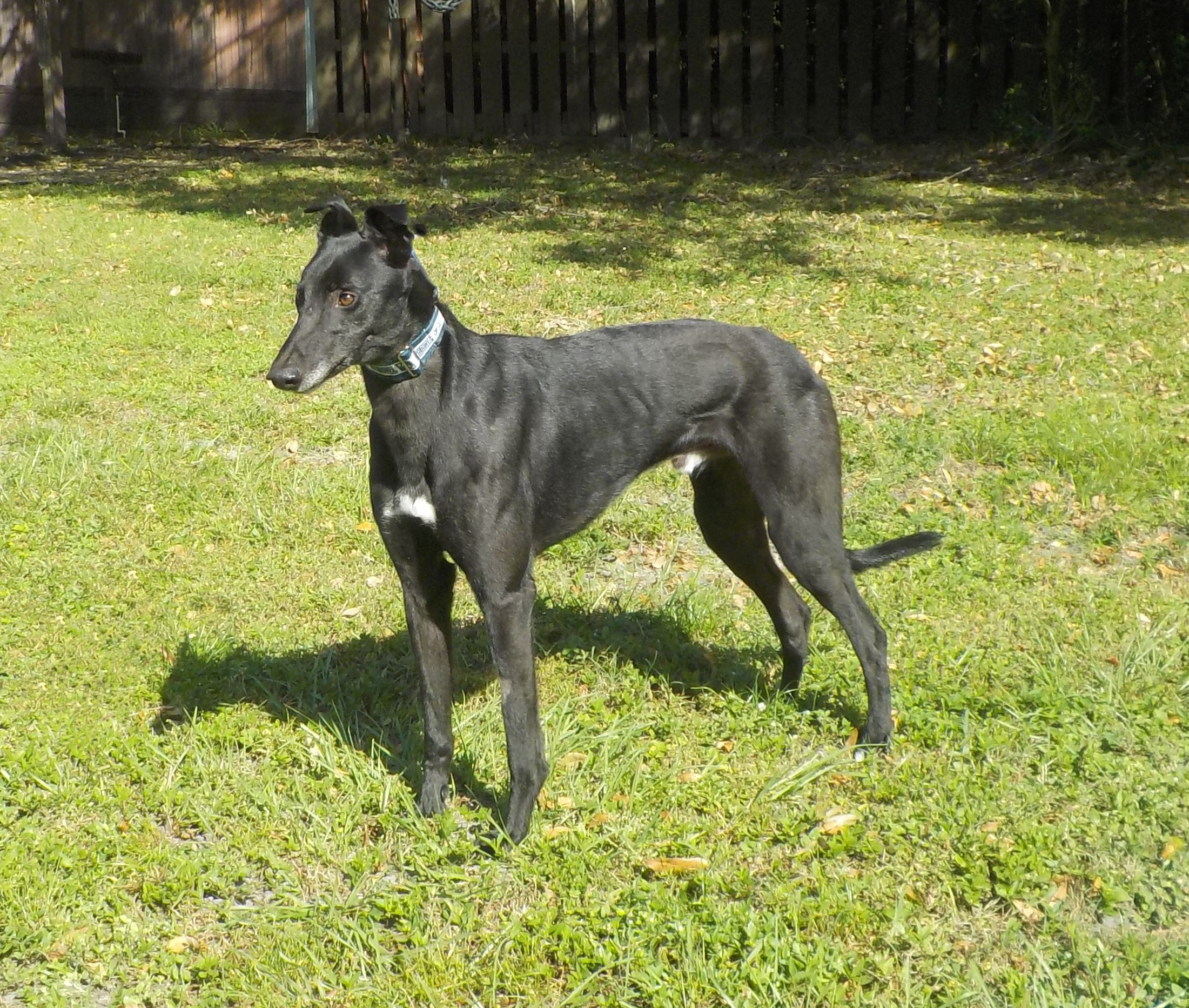 TEDDY  (PRISON TRAINED), an adoptable Greyhound in Tampa, FL, 33607 | Photo Image 2