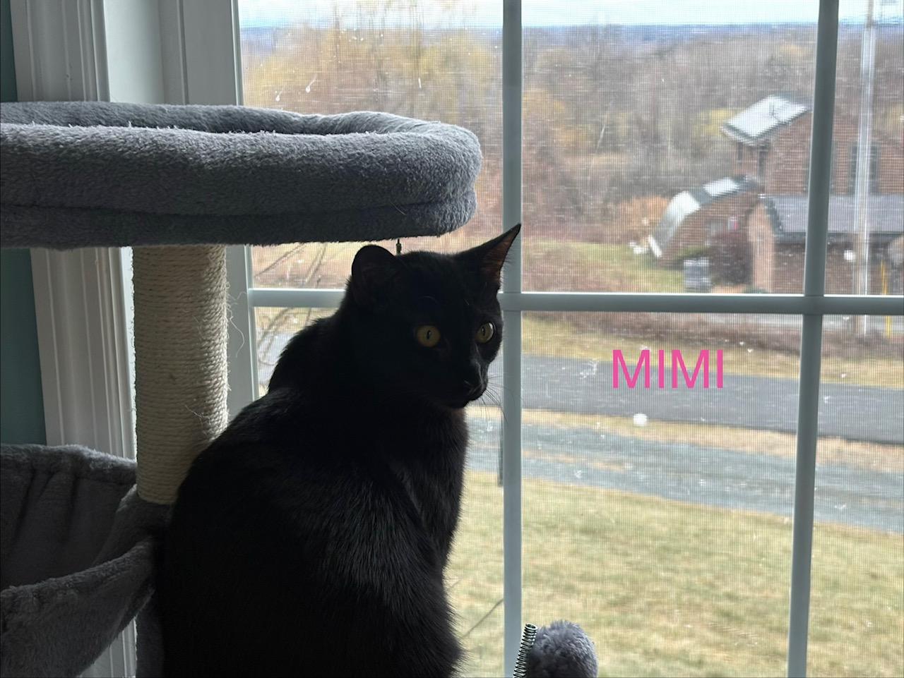 Enlarge Mimi, an adopted mixed breed in Latham, NY image 4/5