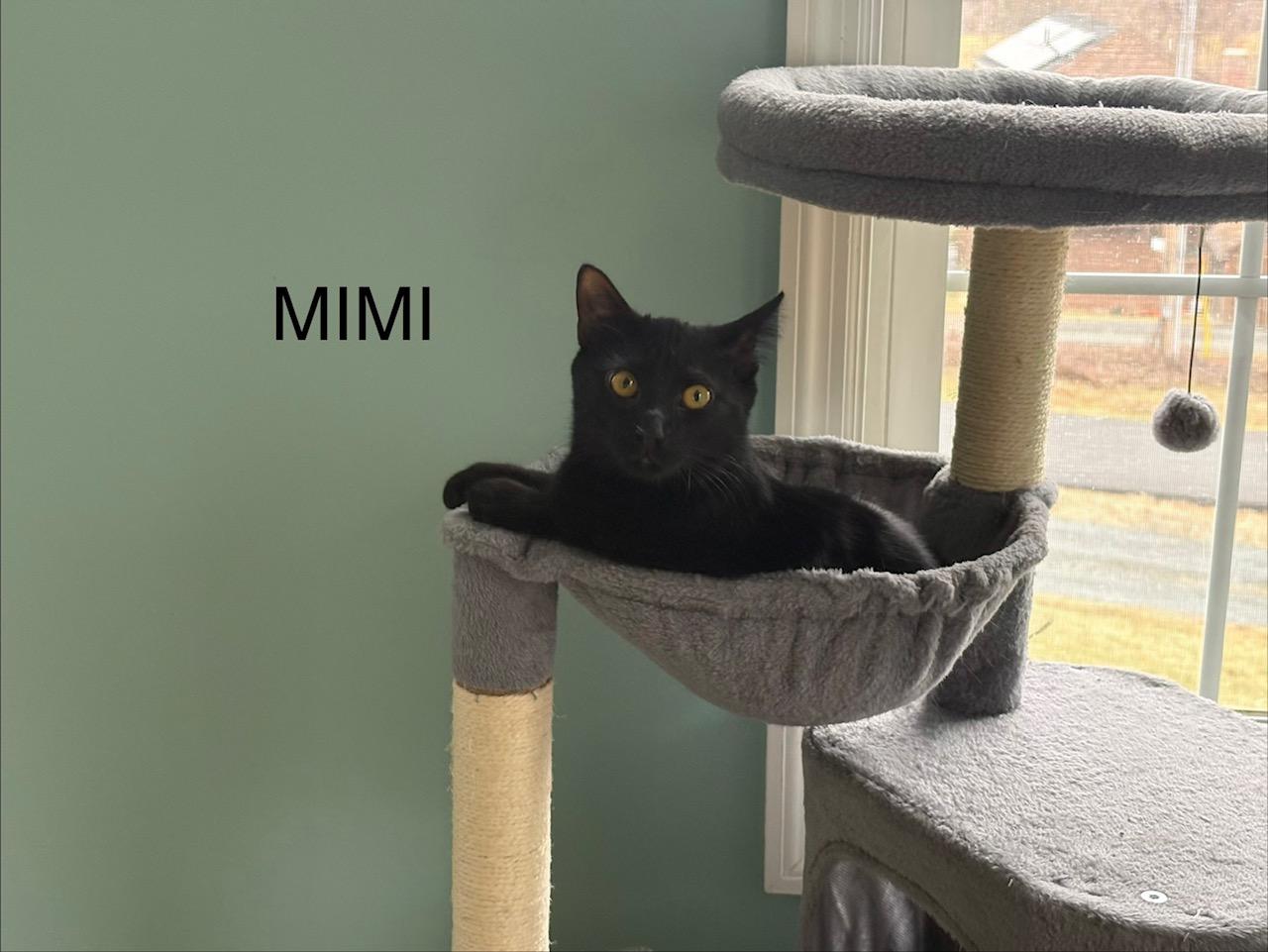 Enlarge Mimi, an adopted mixed breed in Latham, NY image 1/5