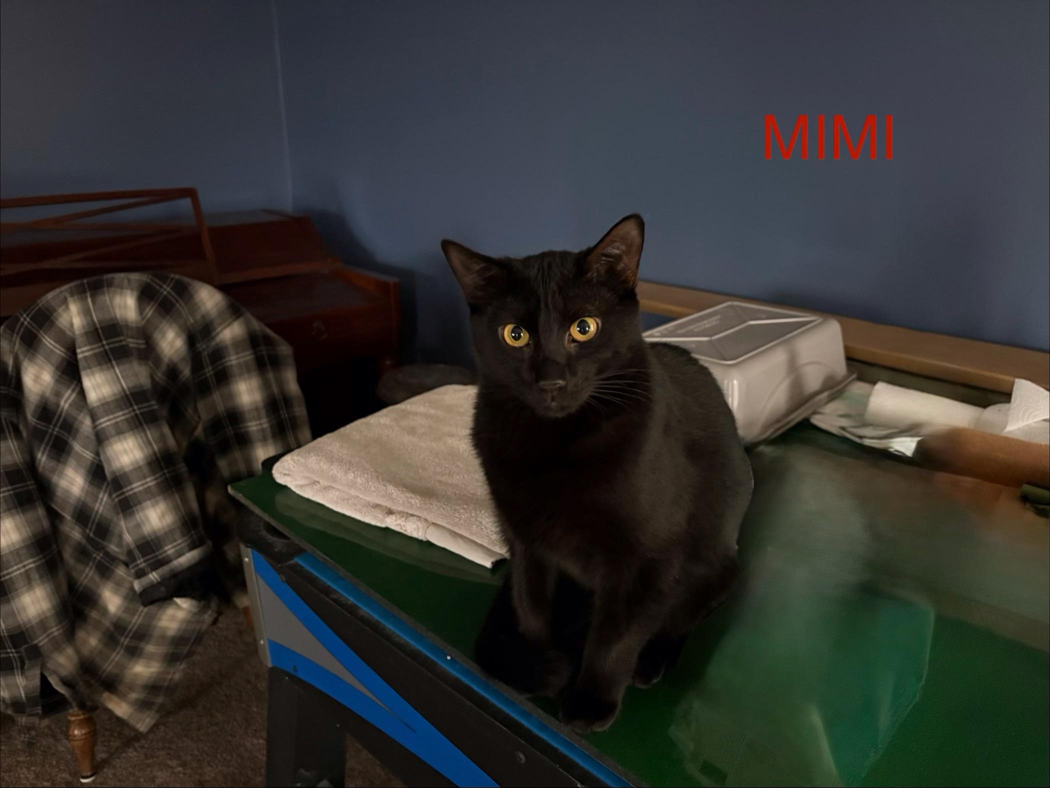Enlarge Mimi, an adopted mixed breed in Latham, NY image 3/5