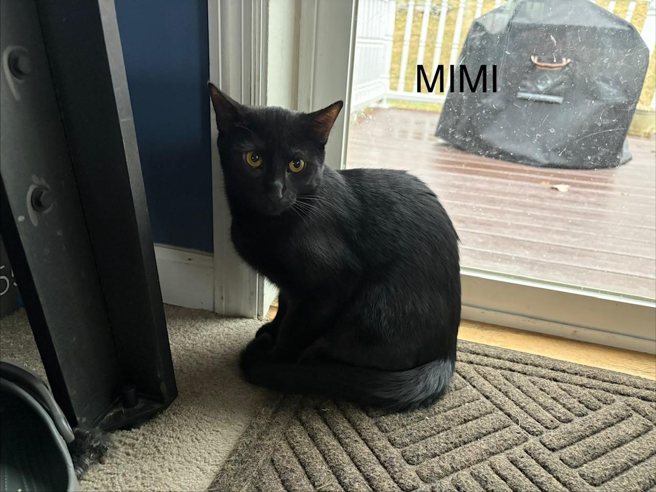 Enlarge Mimi, an adopted mixed breed in Latham, NY image 2/5