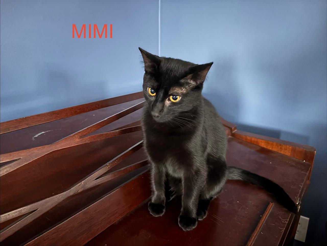 Enlarge Mimi, an adopted mixed breed in Latham, NY image 5/5