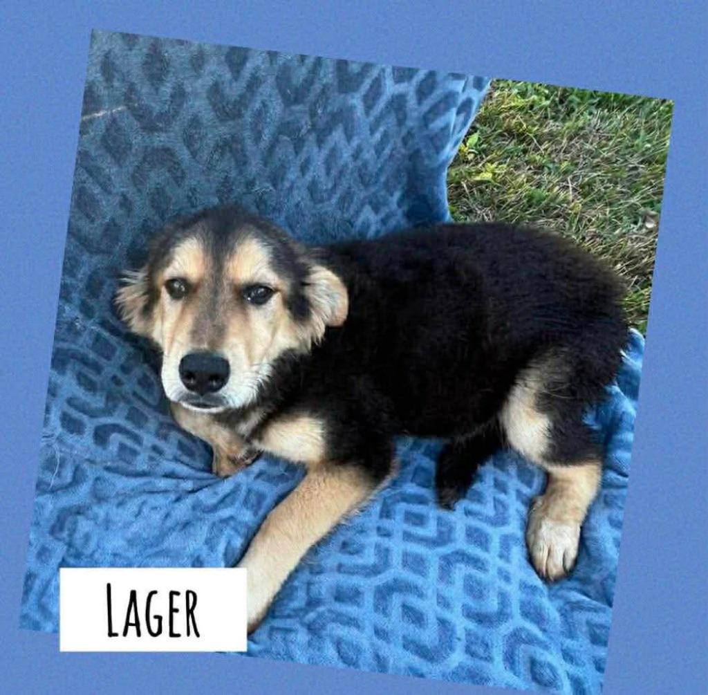 Lager, Adoptable, Puppy Male Shepherd & Mixed Breed.