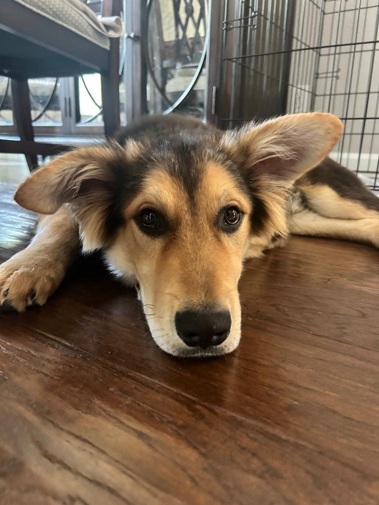 Enlarge Lager, a Adoptable mixed breed in Orlando, FL image 2/3