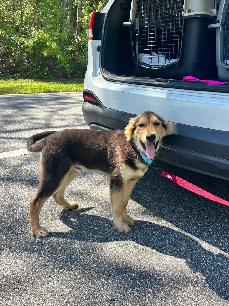 Enlarge Lager, a Adoptable mixed breed in Orlando, FL image 3/3