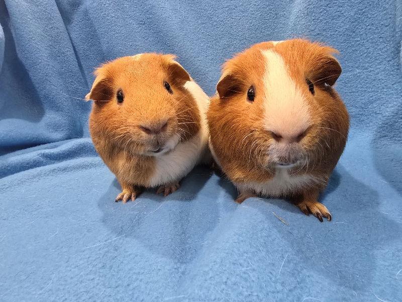 Tot & Tater, Adoptable, Adult Male Guinea Pig.
