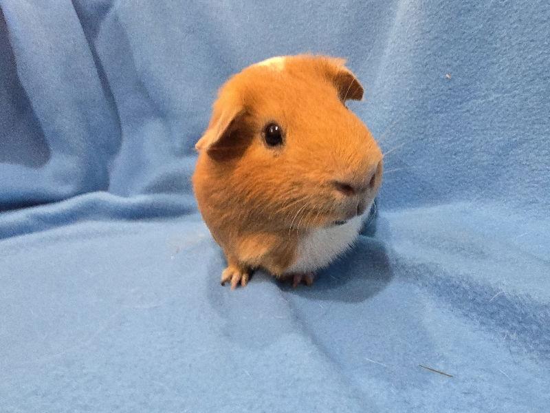 Enlarge Tot & Tater, a Adoptable Guinea Pig in Baton Rouge, LA image 2/3