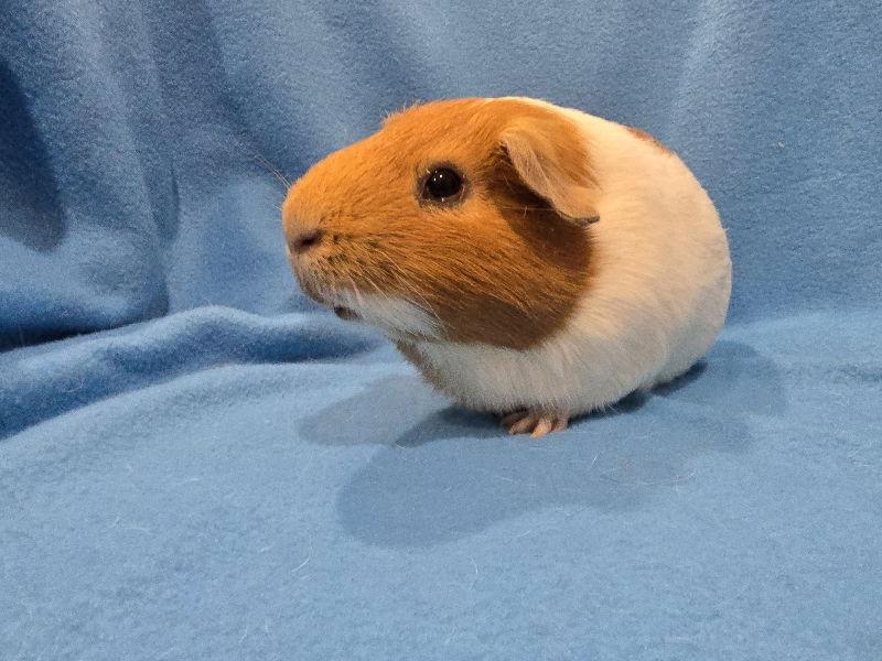 Enlarge Tot & Tater, a Adoptable Guinea Pig in Baton Rouge, LA image 3/3