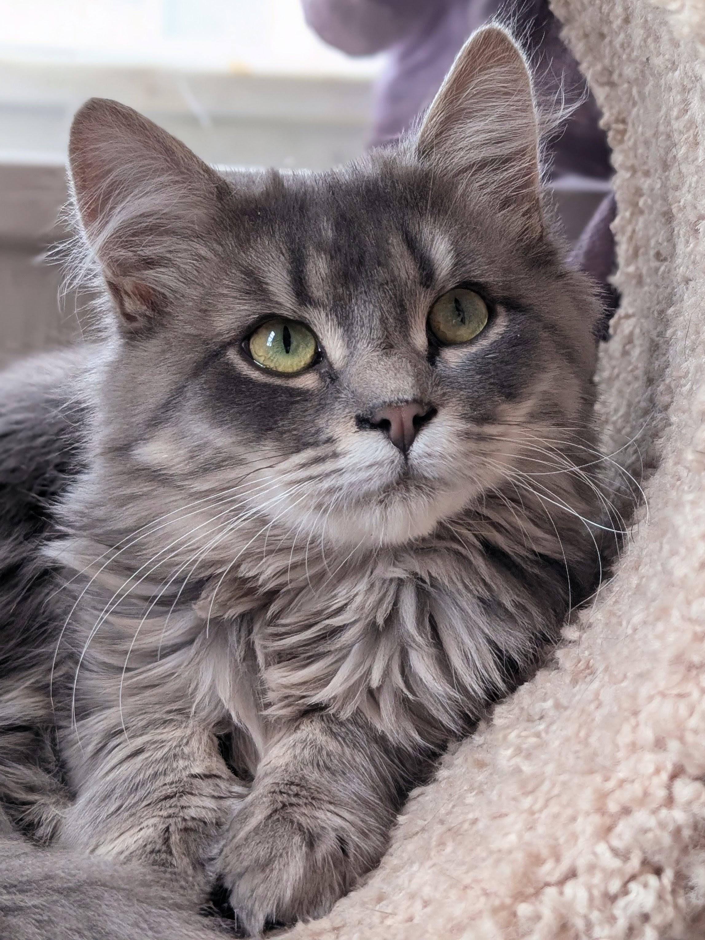 Opal, Adoptable, Kitten Female Domestic Medium Hair.