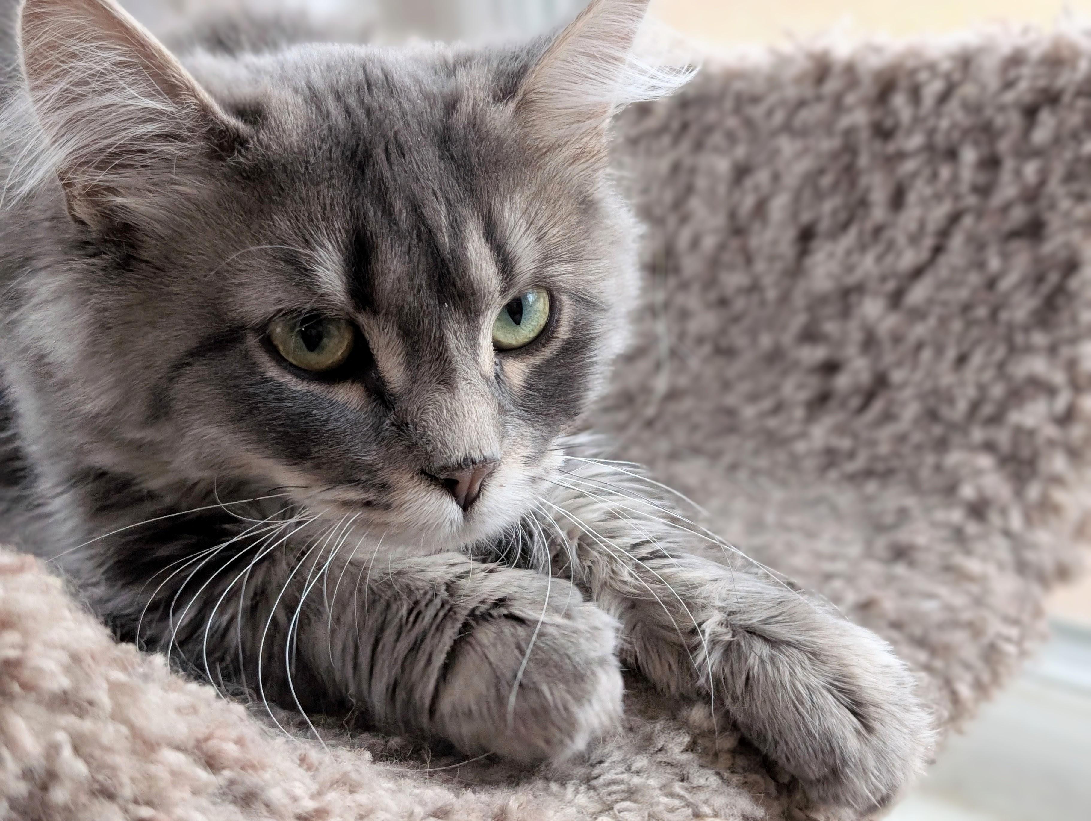 Enlarge Opal, a Adoptable Domestic Medium Hair in Johnsburg, IL image 3/5
