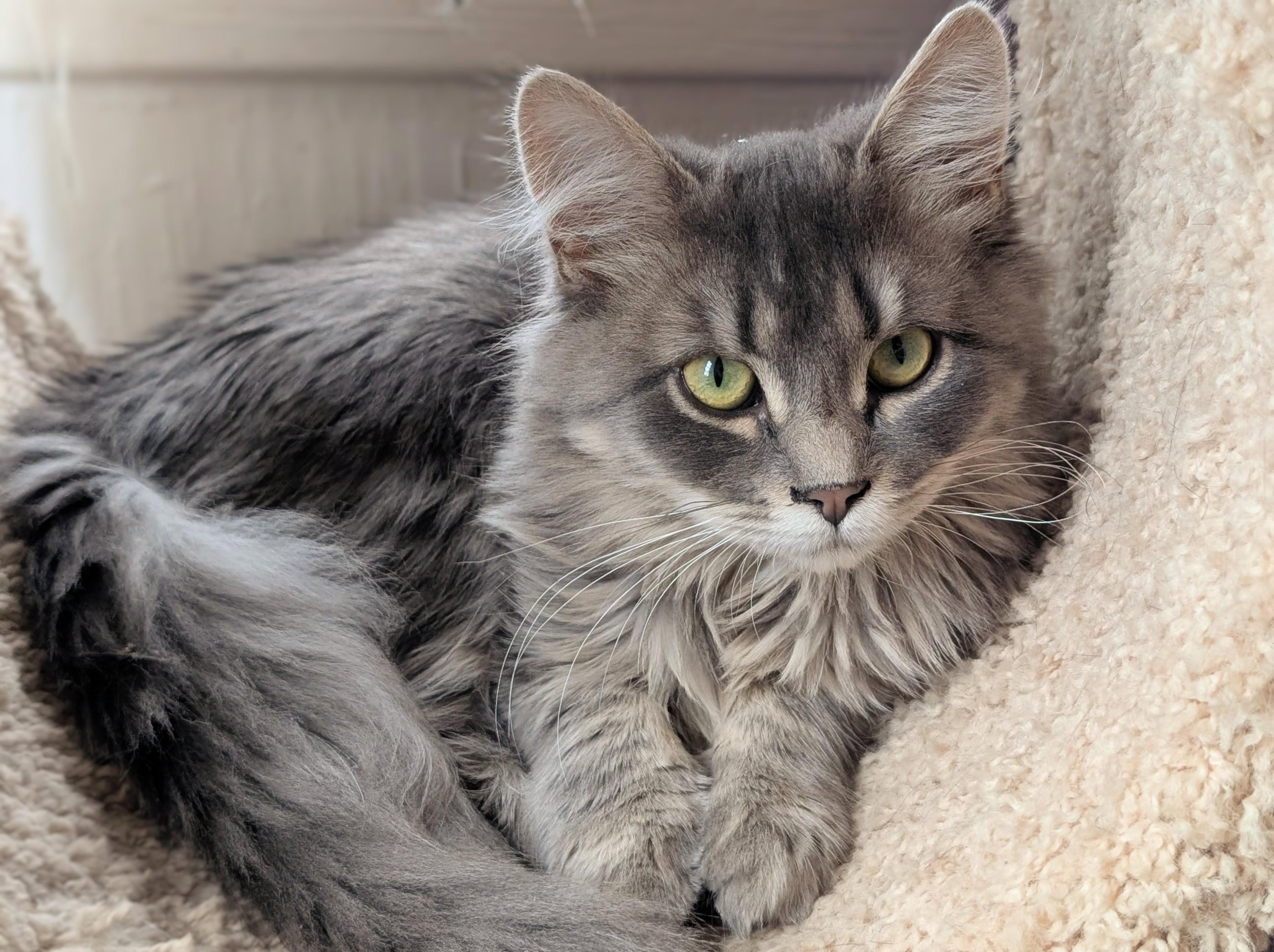 Enlarge Opal, a Adoptable Domestic Medium Hair in Johnsburg, IL image 5/5