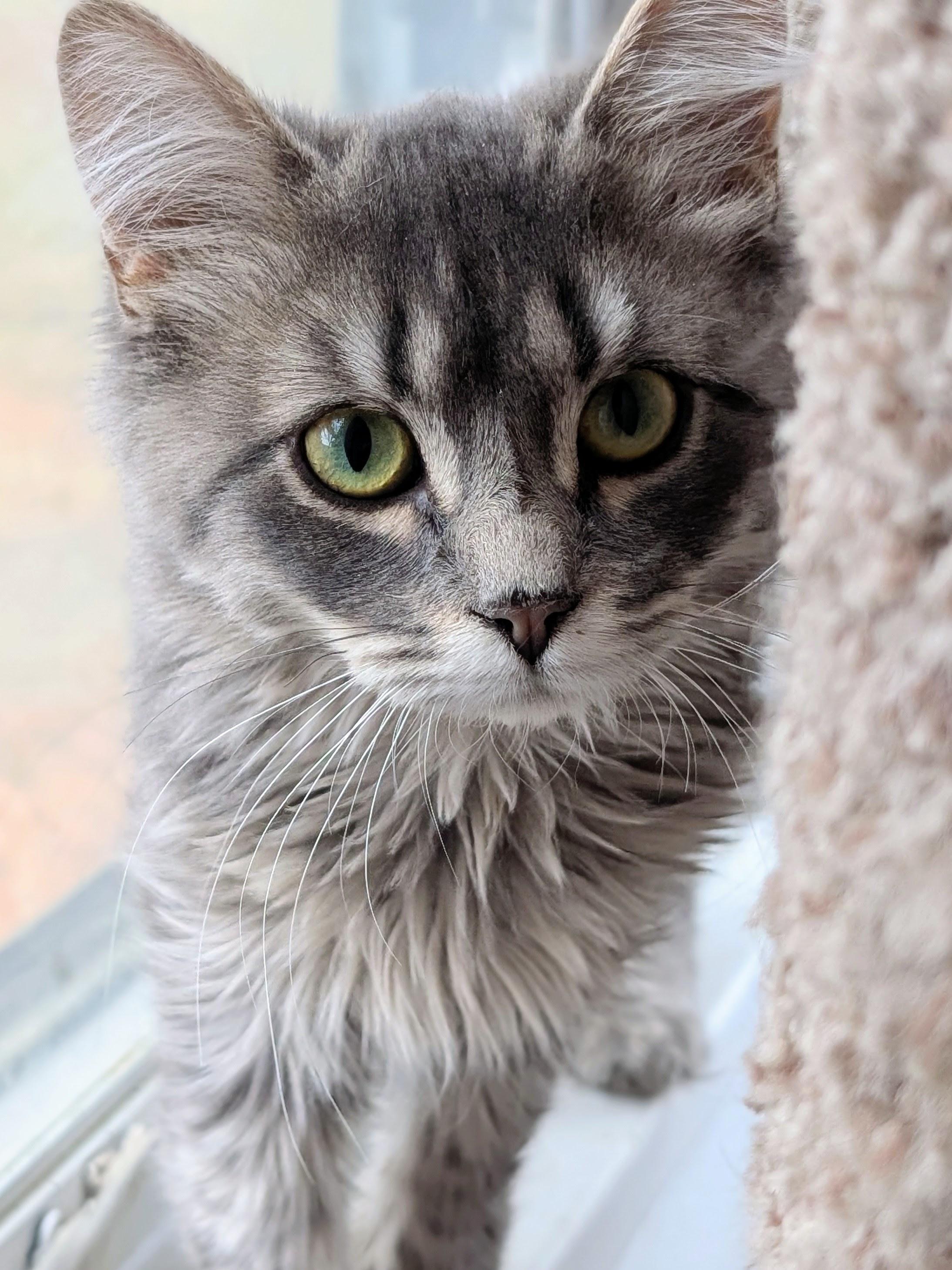 Enlarge Opal, a Adoptable Domestic Medium Hair in Johnsburg, IL image 4/5