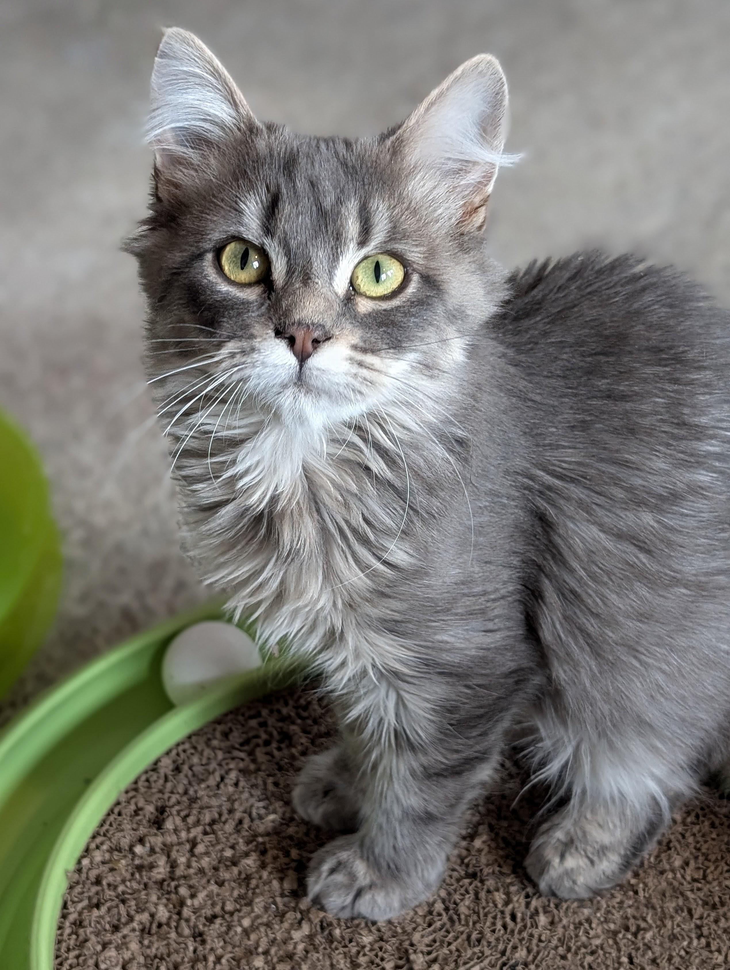 Enlarge Opal, a Adoptable Domestic Medium Hair in Johnsburg, IL image 2/5