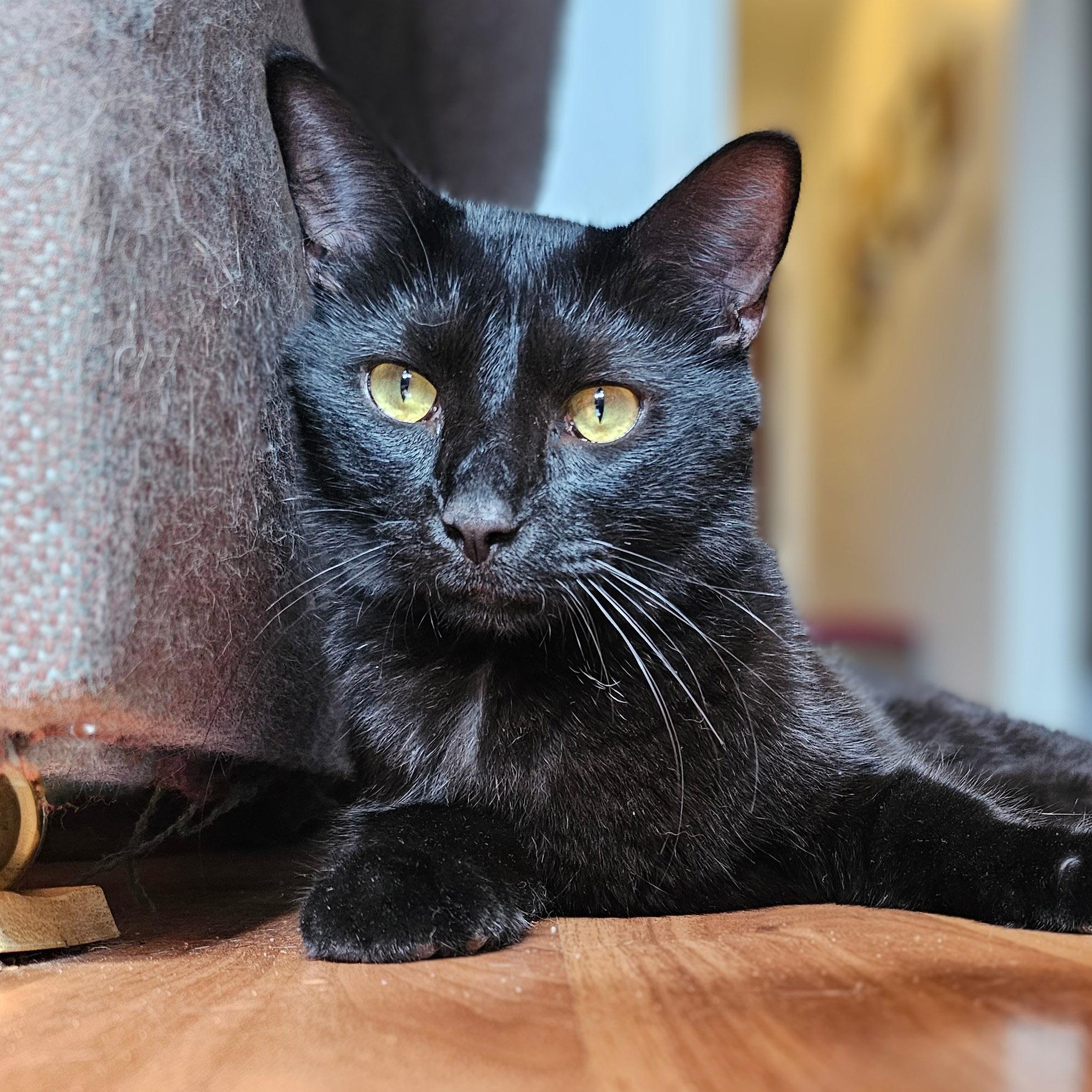 Basil, a Adoptable Domestic Short Hair in Chicago, IL image 2/6