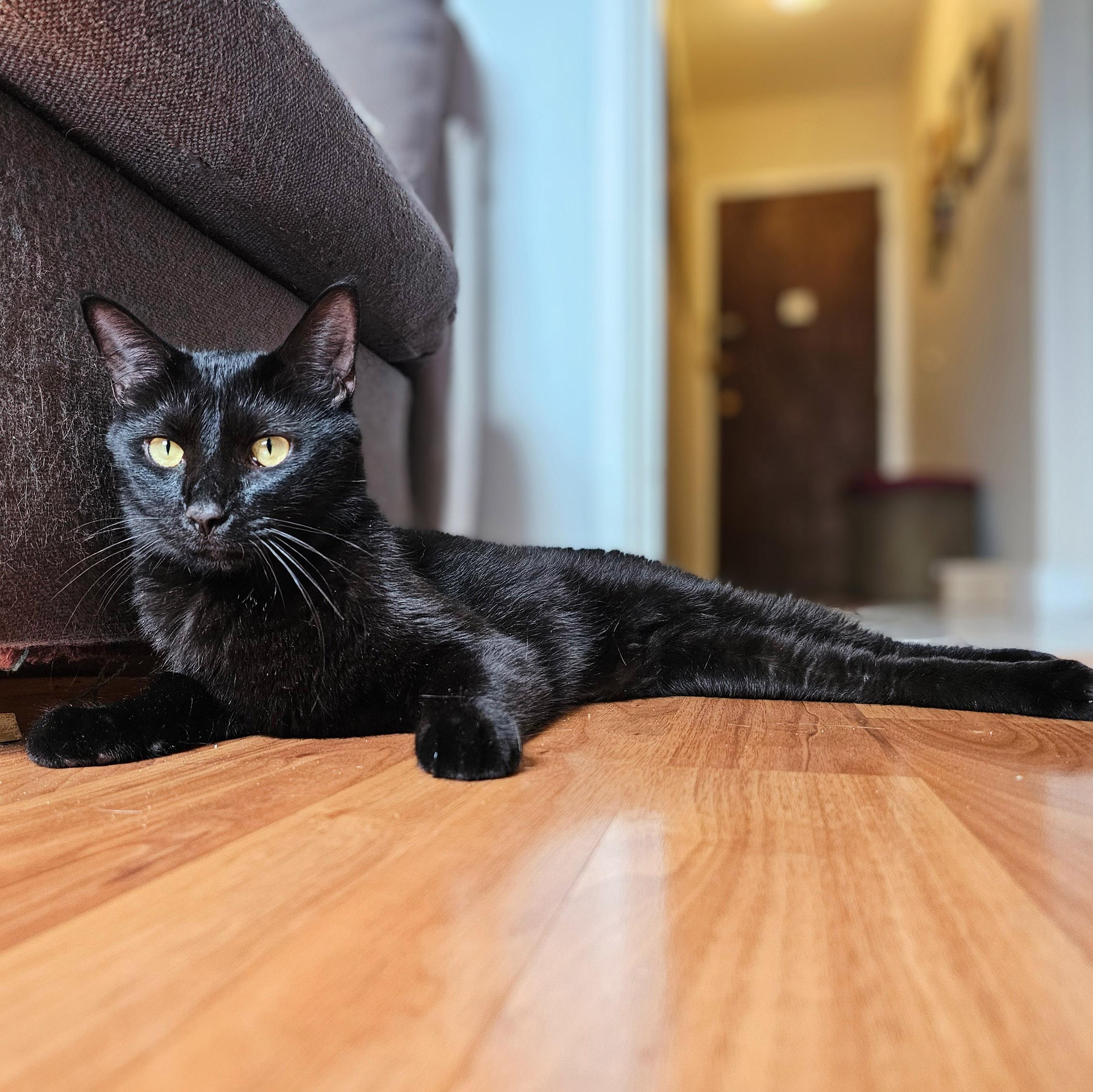 Basil, a Adoptable Domestic Short Hair in Chicago, IL image 4/6