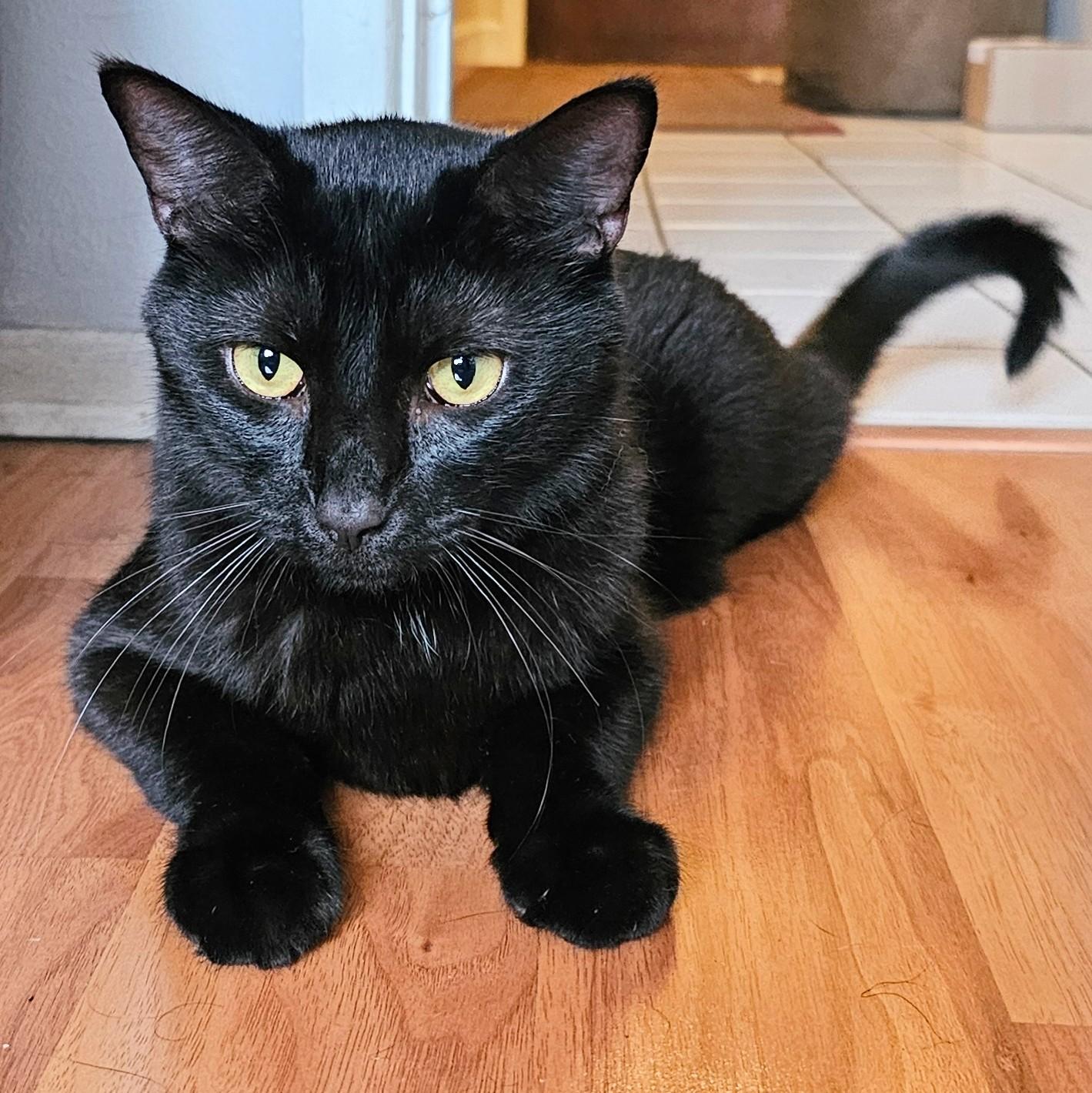 Basil, a Adoptable Domestic Short Hair in Chicago, IL image 6/6