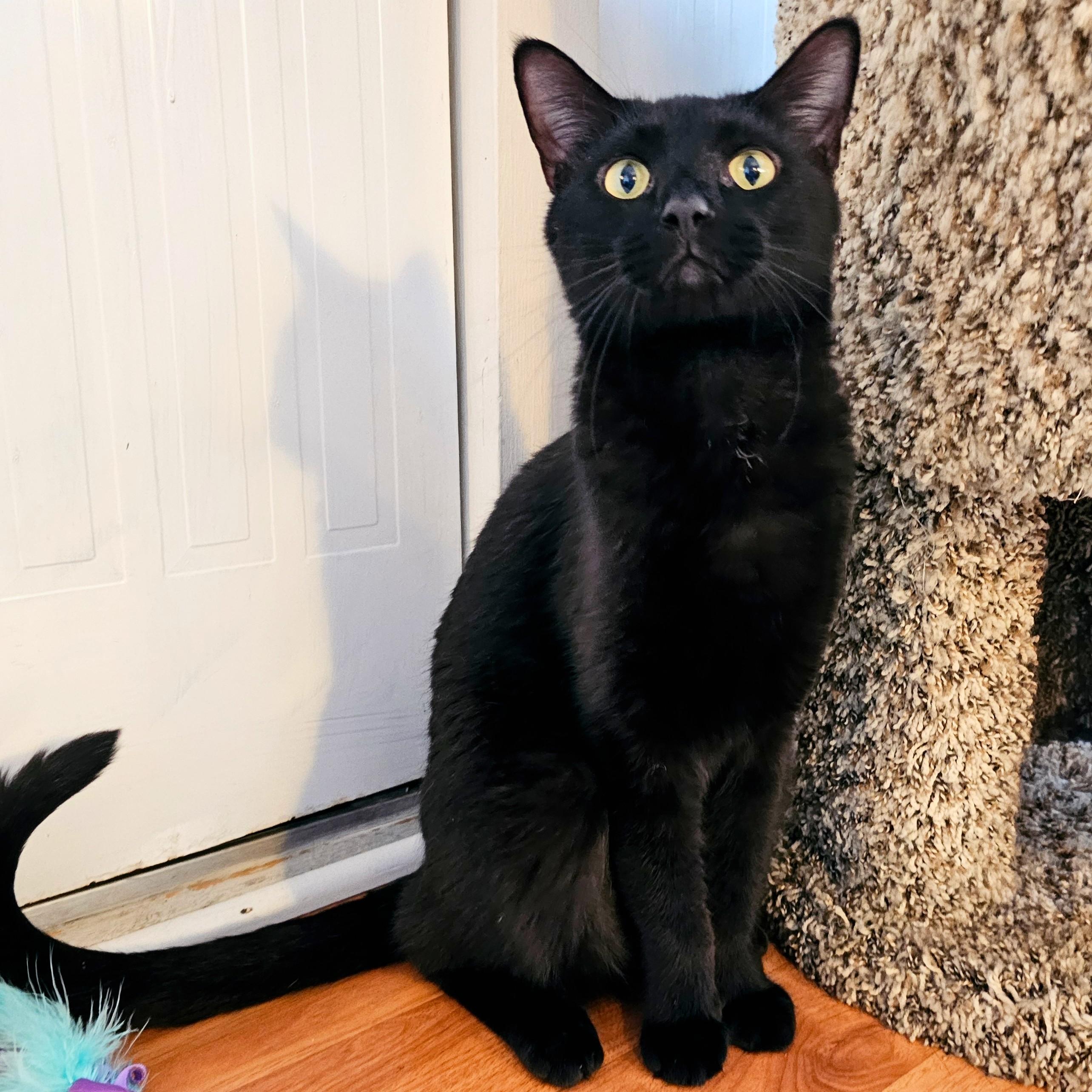 Basil, a Adoptable Domestic Short Hair in Chicago, IL image 3/6