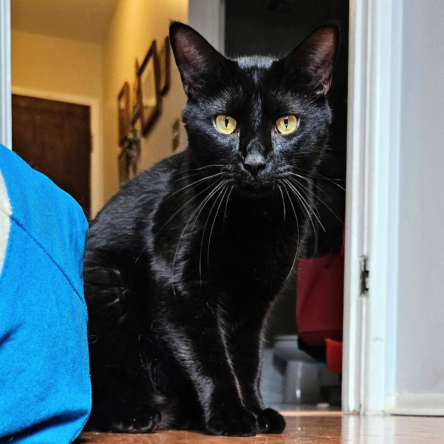 Basil, a Adoptable Domestic Short Hair in Chicago, IL image 5/6